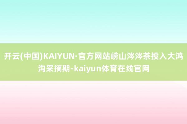 开云(中国)KAIYUN·官方网站崂山涔涔茶投入大鸿沟采摘期-kaiyun体育在线官网